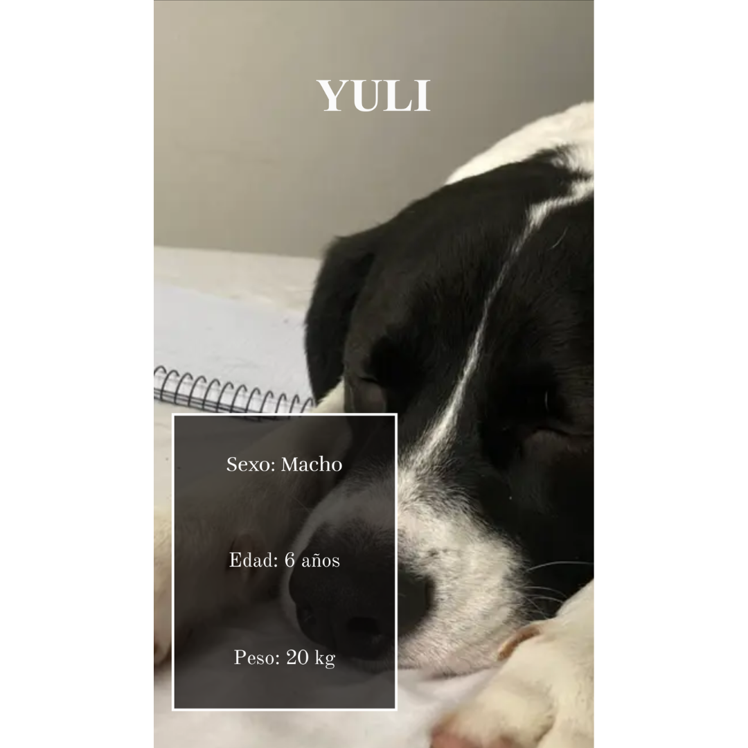 Pack Básico - Imagen 4